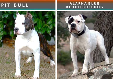 dogs that are similar to pits
